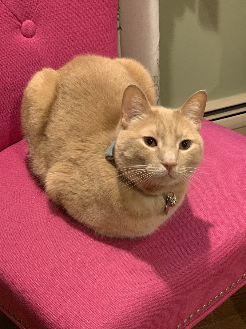 All Pets Animal Hospital