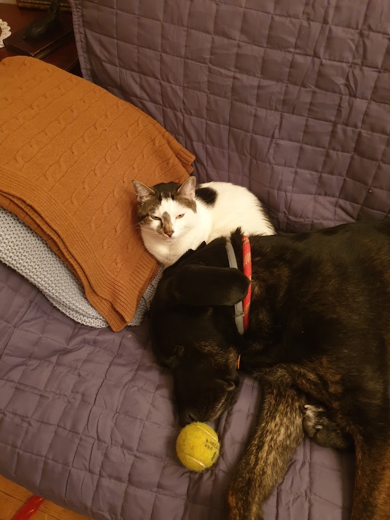 Clínica Veterinaria Otter photo 5