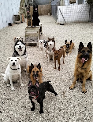 הקאנטה של צ׳יף - פנסיון כלבים