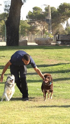 אידו אליהו - מאלף כלבים