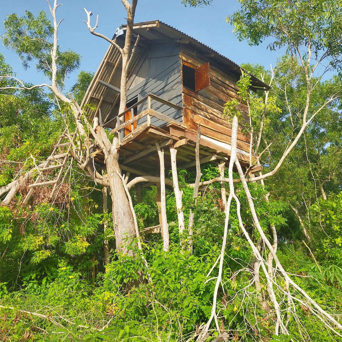 Rumah Pohon