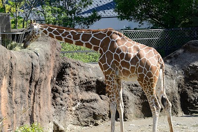 Ishikawa Zoo - 4