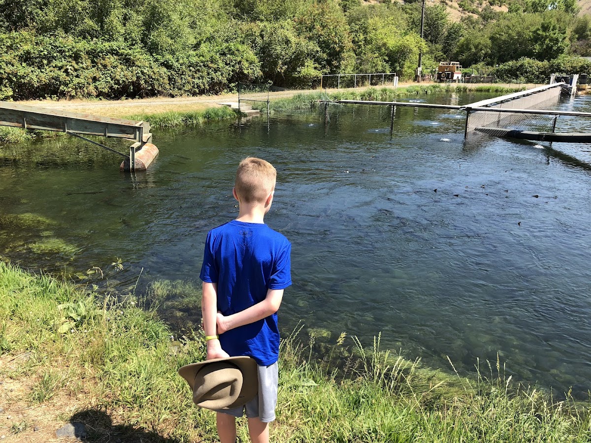 Rapid River Hatchery - Idaho Fish and Game