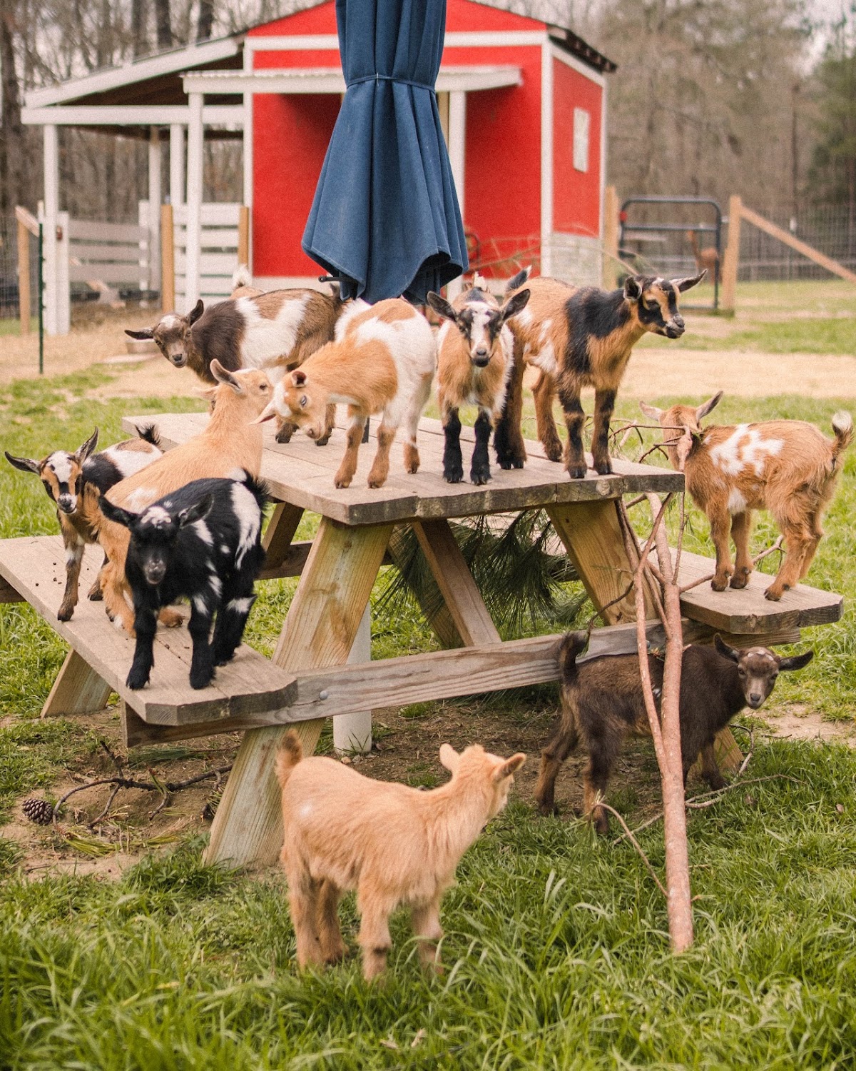 Goat Daddy's Farm and Animal Sanctuary