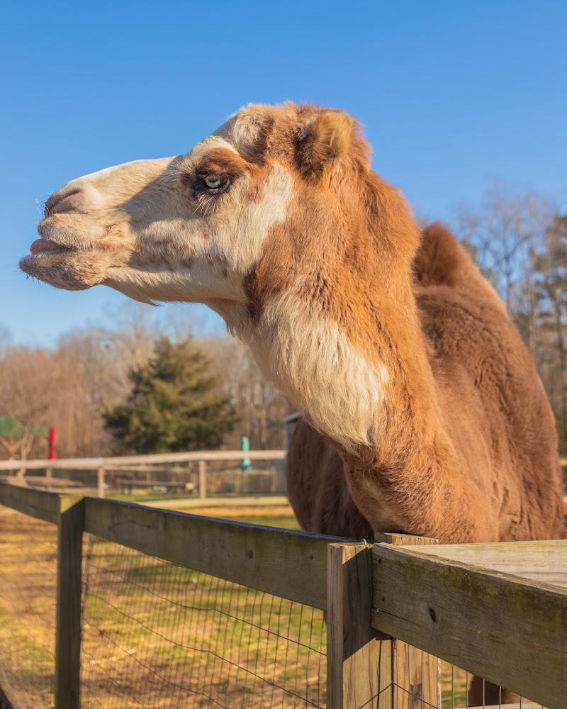 Goat Daddy's Farm and Animal Sanctuary - Photo 6
