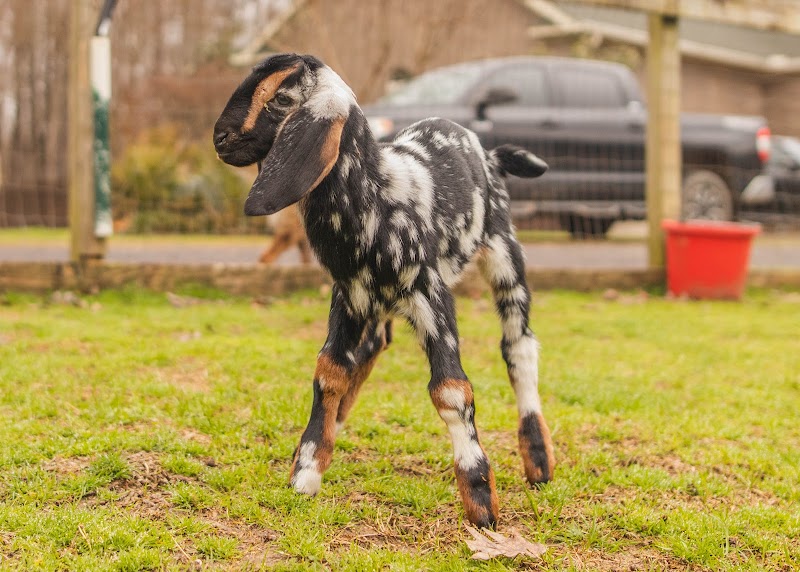 Goat Daddy's Farm and Animal Sanctuary - Photo 2