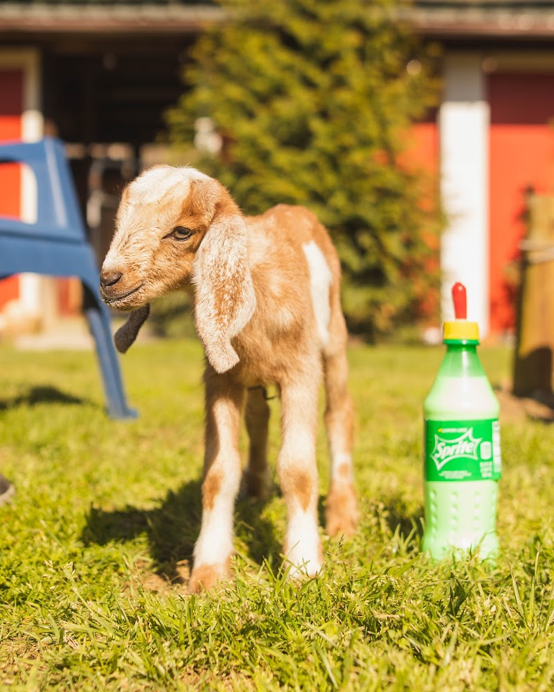Goat Daddy's Farm and Animal Sanctuary - Photo 1