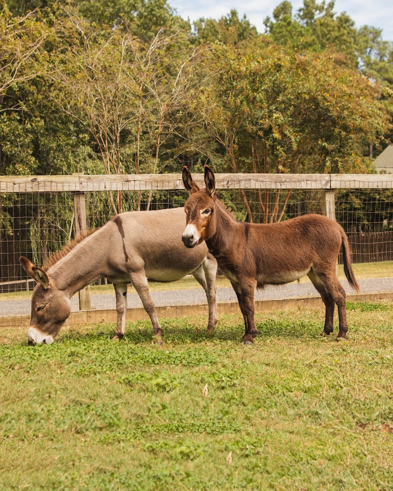 Goat Daddy's Farm and Animal Sanctuary - Photo 4