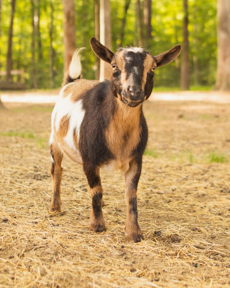 Goat Daddy's Farm and Animal Sanctuary - Photo 3