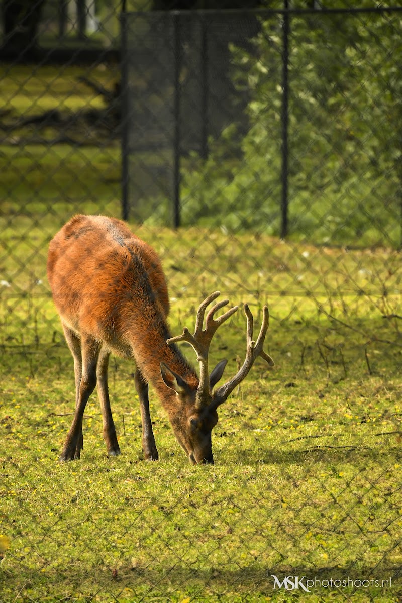 Wandelroute Lange Voorhout
