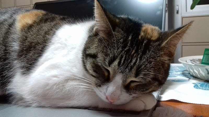 Clínica veterinaria GAVETEX