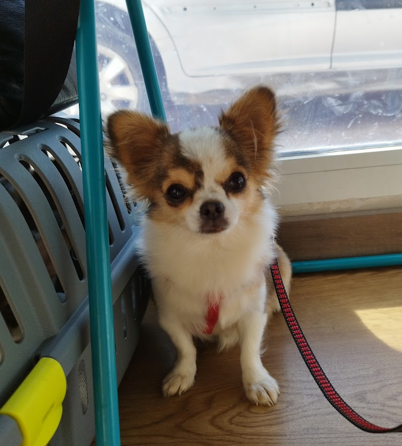 Clínica Veterinaria Campanillas