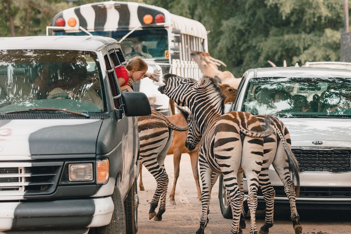 Wild Animal Safari - Pine Mountain, Georgia