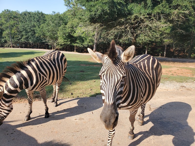 Wild Animal Safari - Pine Mountain, Georgia - Photo 1
