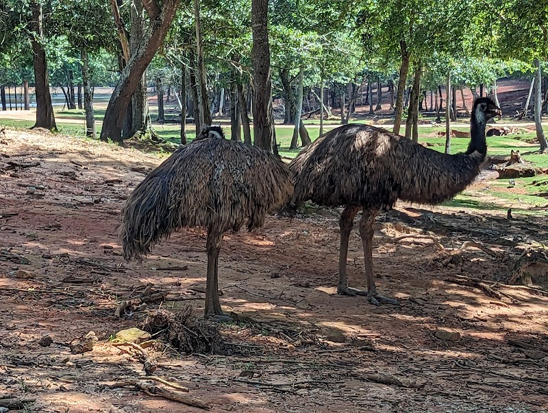 Wild Animal Safari - Pine Mountain, Georgia - Photo 3