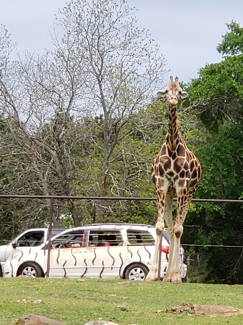 Wild Animal Safari - Pine Mountain, Georgia - Photo 2