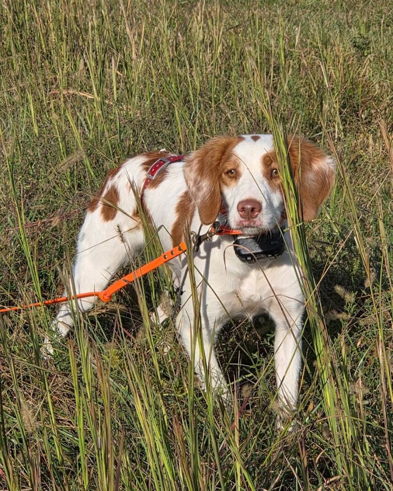 Guard Dog Guns photo