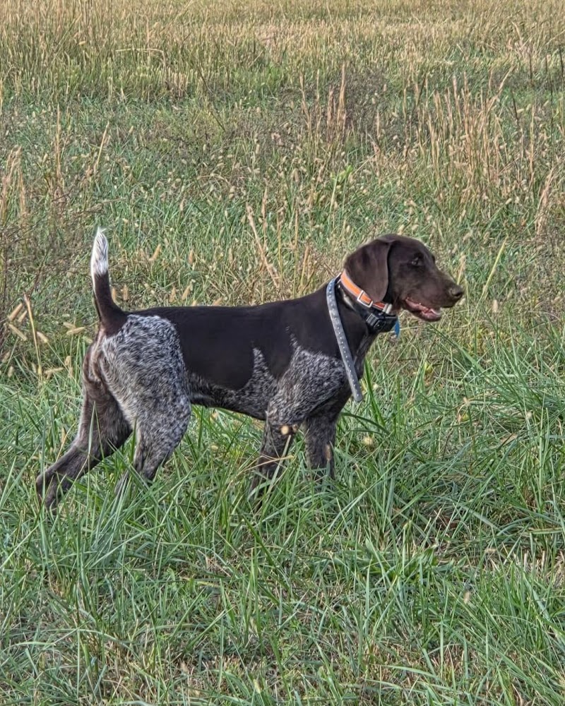Guard Dog Guns photo