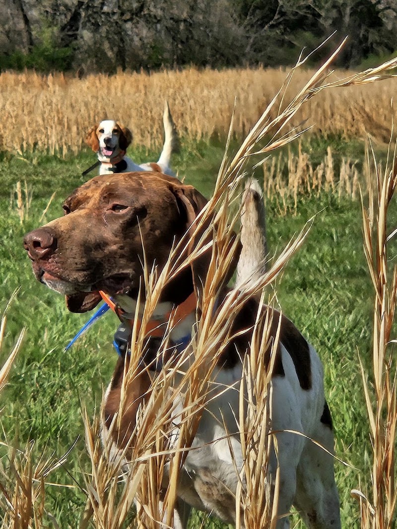 Guard Dog Guns photo