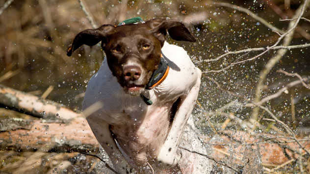 Guard Dog Guns photo
