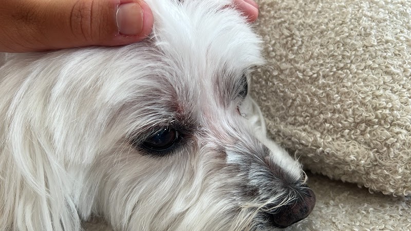 Clínica Veterinaria San Pedro Dr. Hormigo