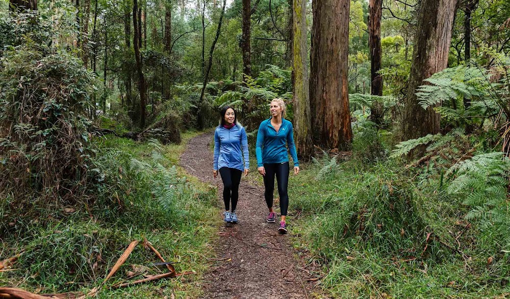 Dandenong Ranges National Park fotoğraf 1