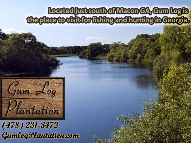 Gum Log Plantation