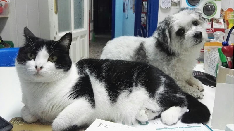 Clínica Veterinaria Selva