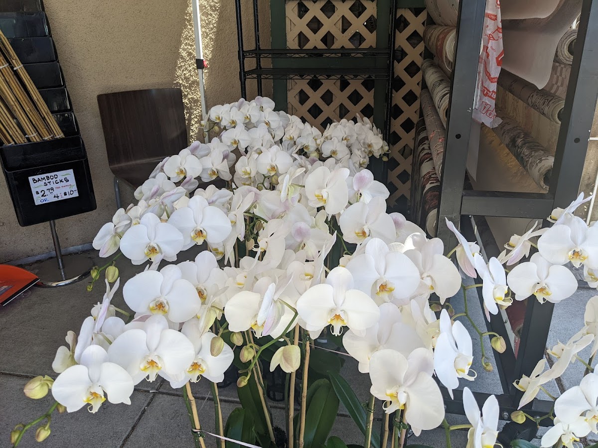 Floral & Gifts 99: Google Places image 4