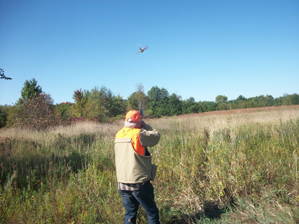 Schroeder Pheasant Farm