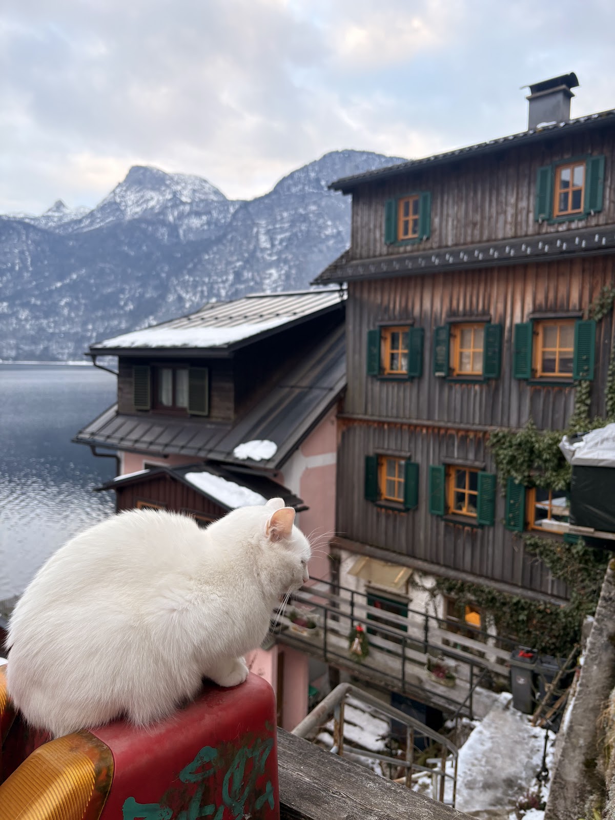 Local cat