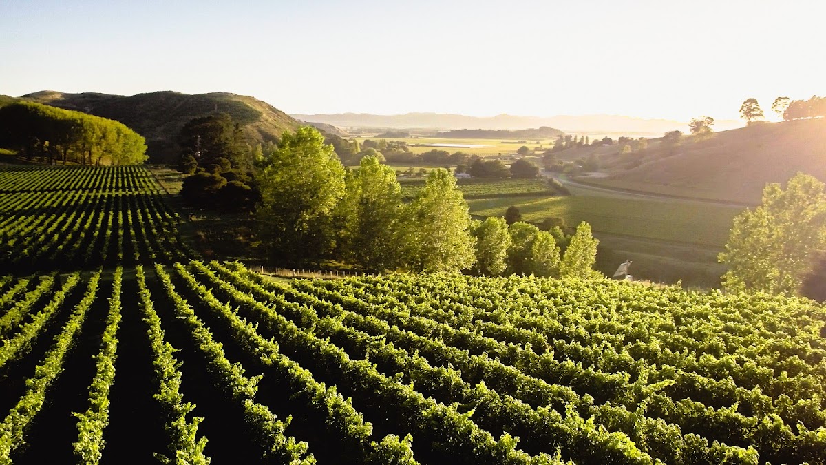 Lake Road Wines