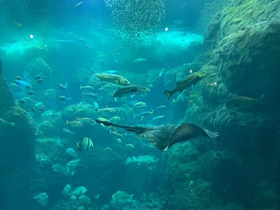 Enoshima Aquarium - 6