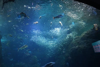 Enoshima Aquarium - 2