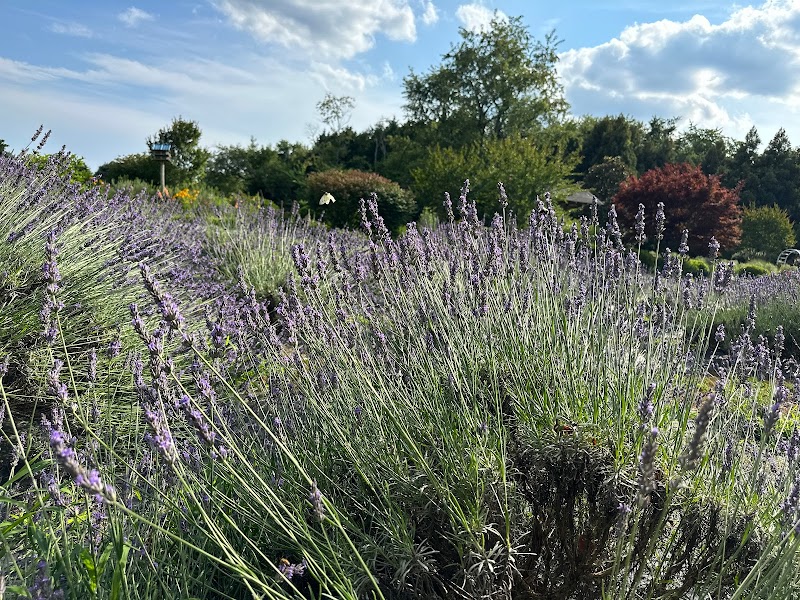 Lavender Fields at Warrington Manor LLC photo 2