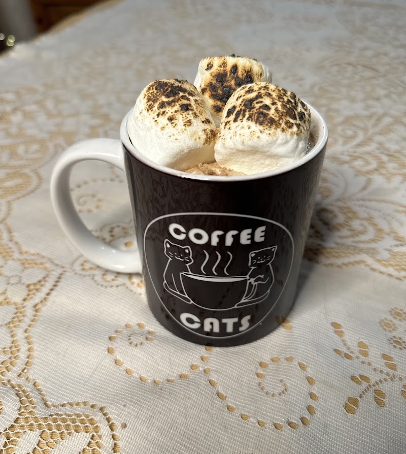 Coffee and the Cats photo 3