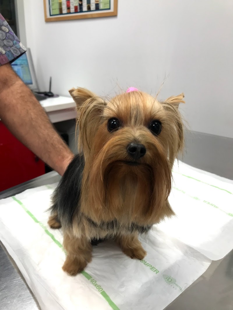 Clínica Veterinaria Mini