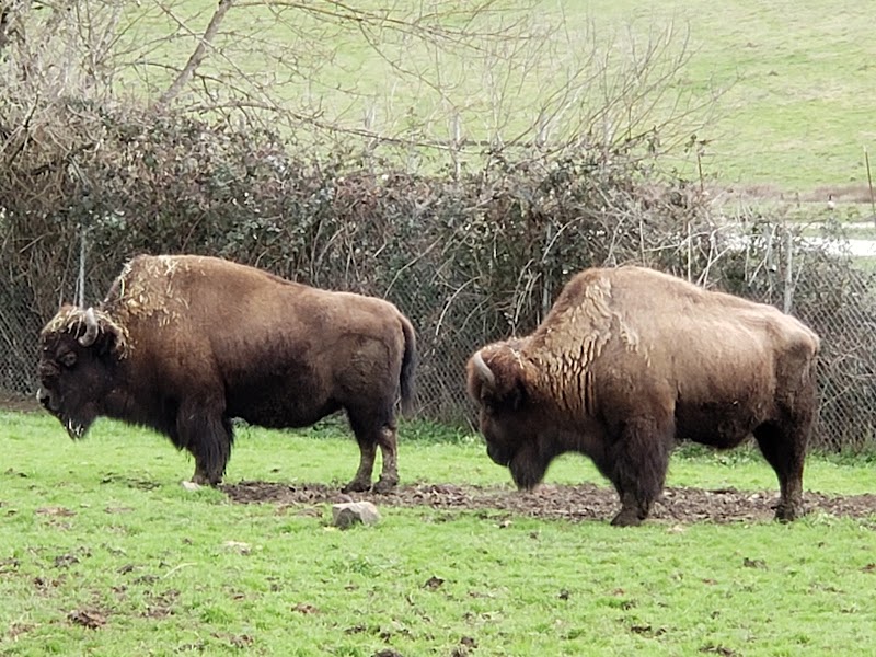 Wildlife Safari - Photo 6
