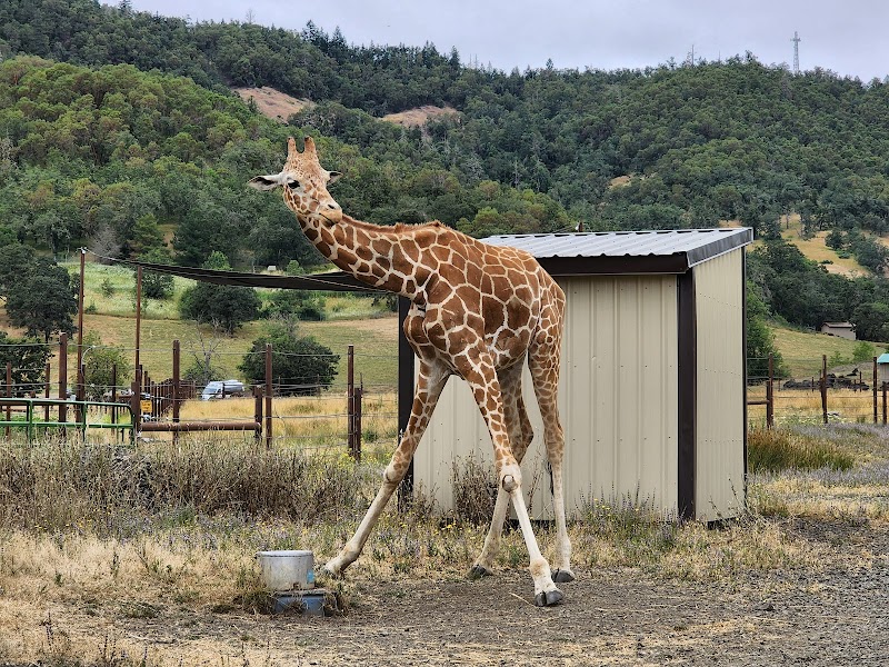 Wildlife Safari - Photo 2