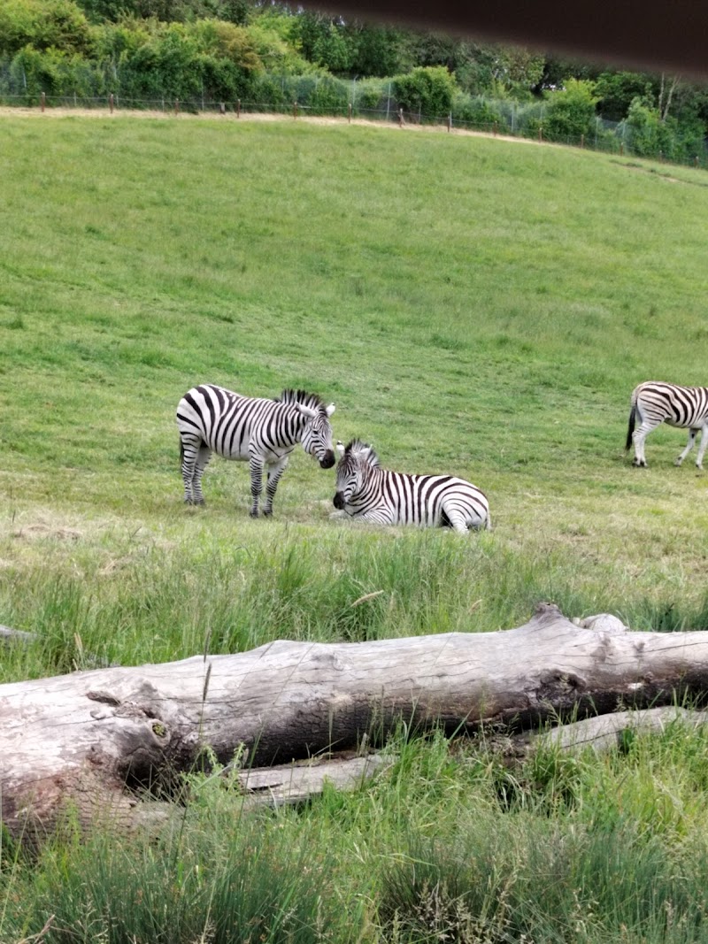 Wildlife Safari - Photo 1