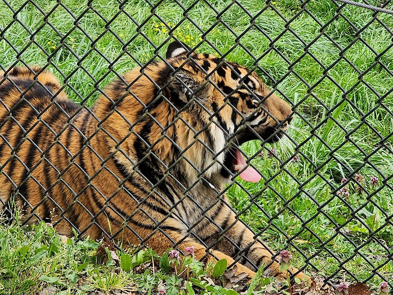 Wildlife Safari - Photo 3