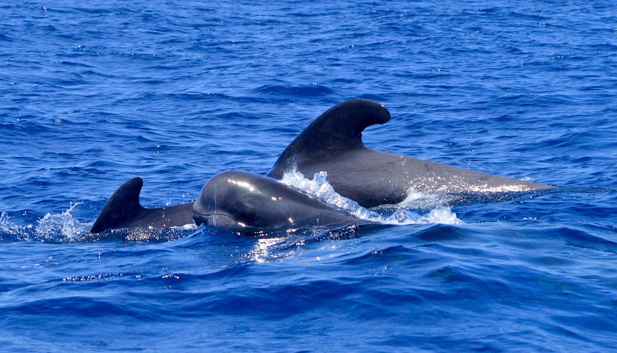 Whale Watching in Costa Adeje