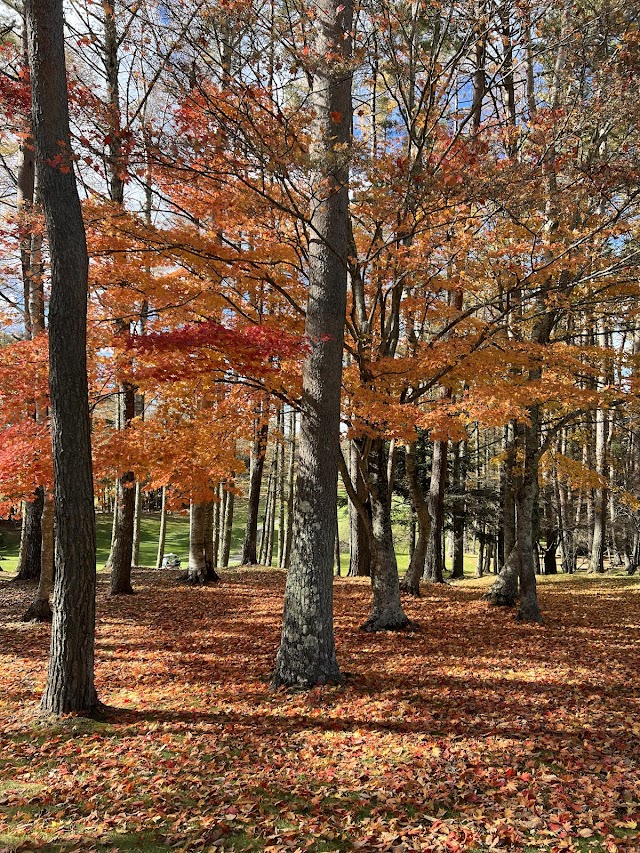 Forest Narusawa Golf & Country Club - Photo 5