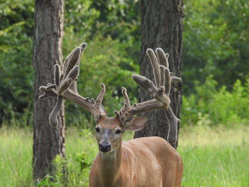WISHBONE RANCH - Photo 6