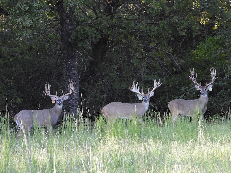 WISHBONE RANCH - Photo 4