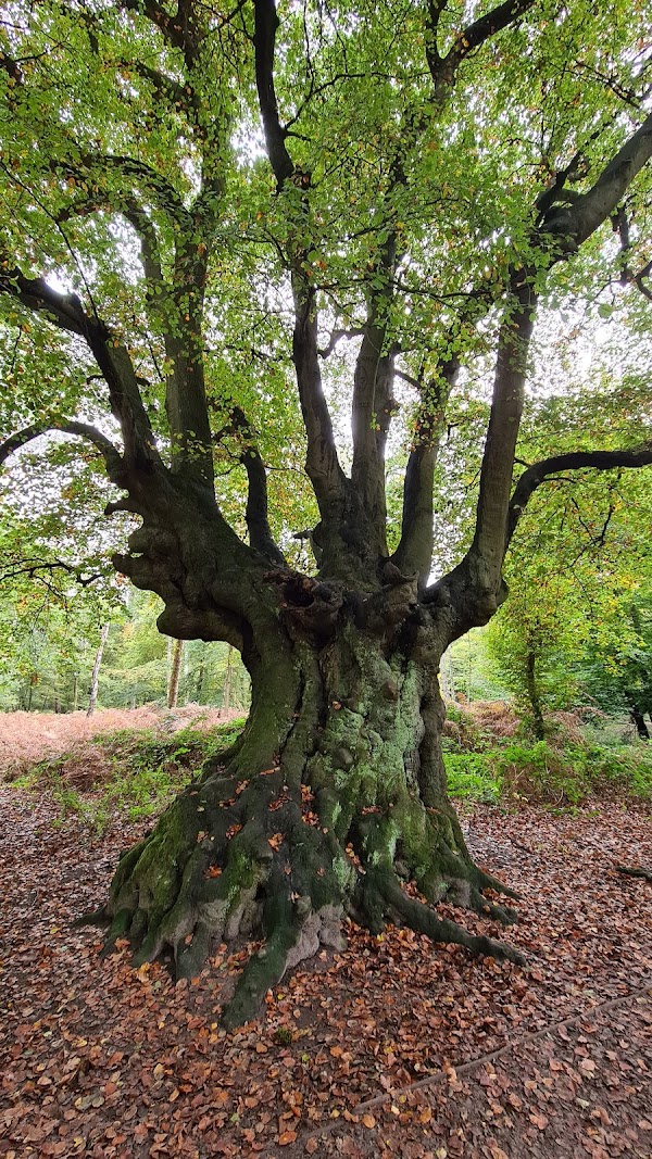 Epping Forest 1