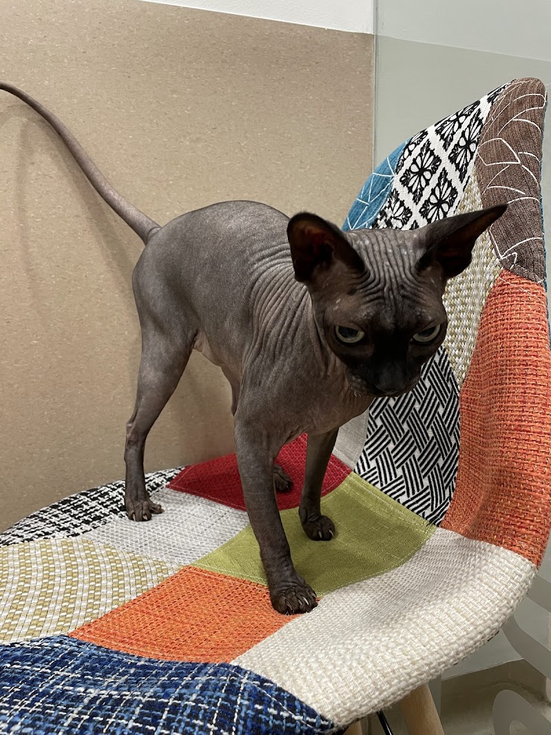 Centro Veterinario I+VET