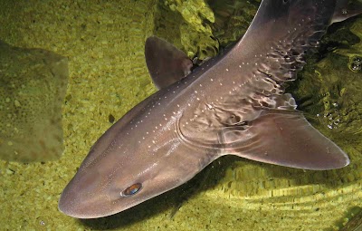 Lake District Coast Aquarium, Maryport