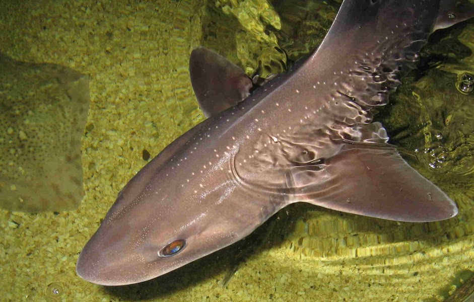 Lake District Coast Aquarium