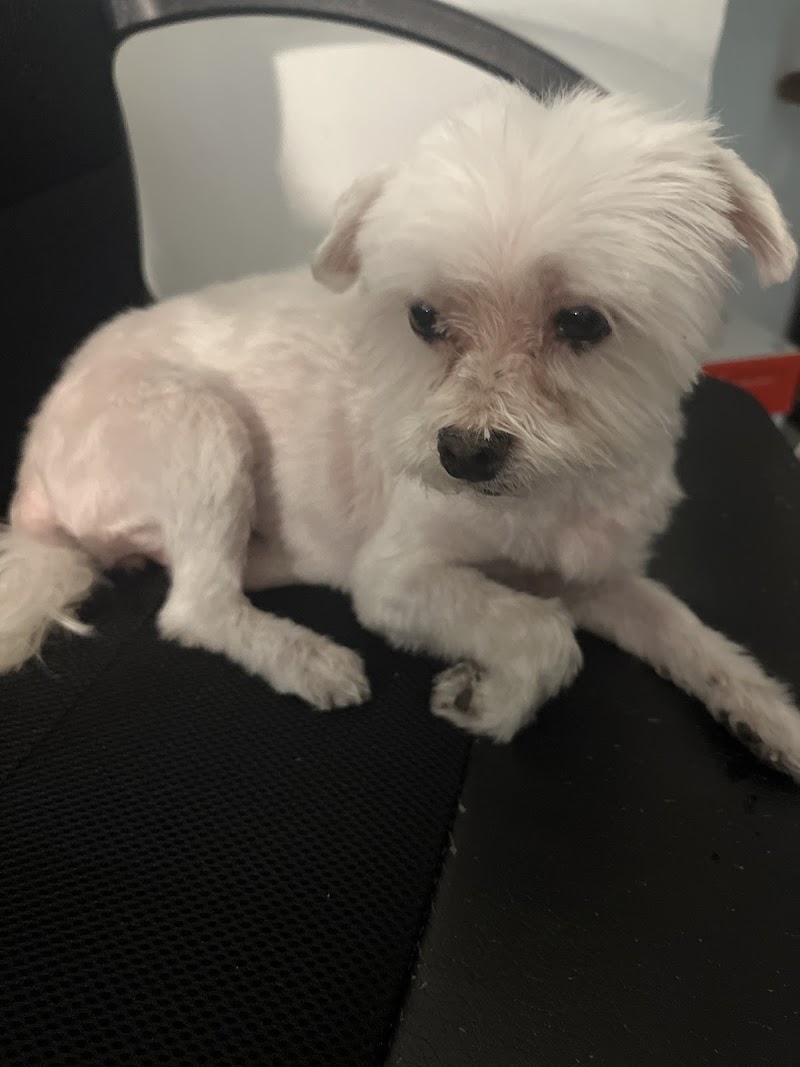 Clínica Veterinaria SomosVet El Porvenir